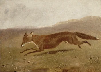 Der Fuchs